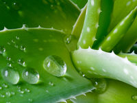 7 Benefits of Aloe Vera