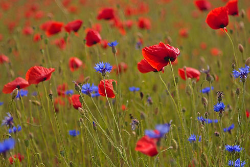 poppies-5286805_1920.jpg