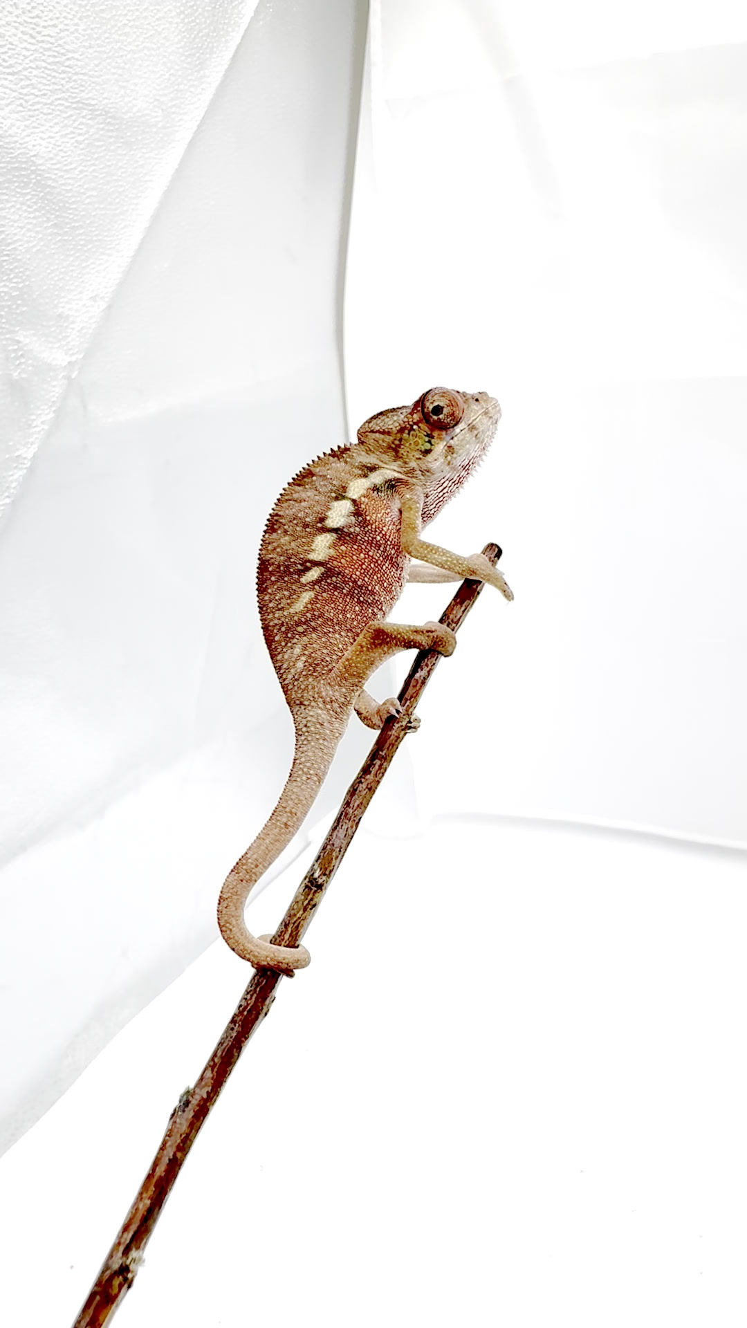 RBBB AMBILOBE [♂]: (Red Congolese x Blue Fire)- #1