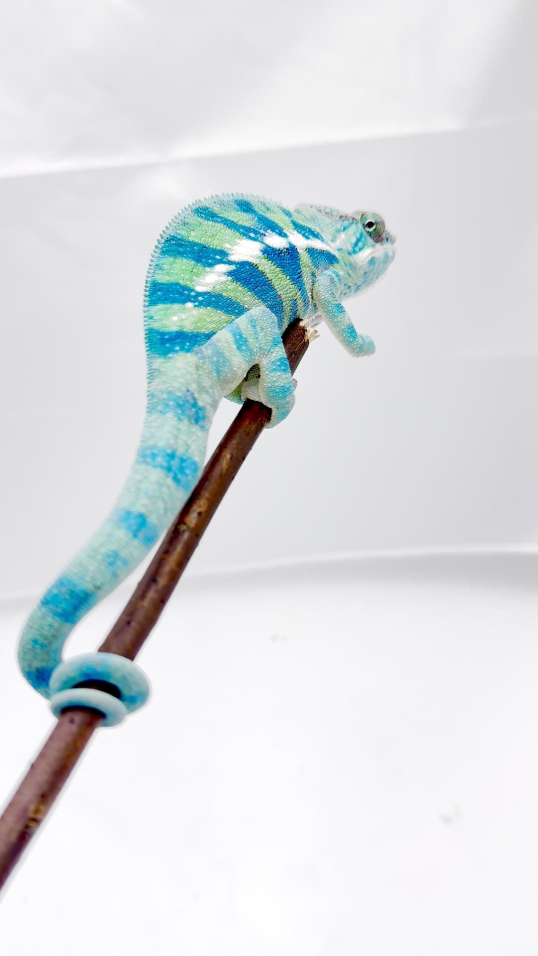 BLUE AMBANJA [♂]: (Blumosa x Blue Zushi)- #1