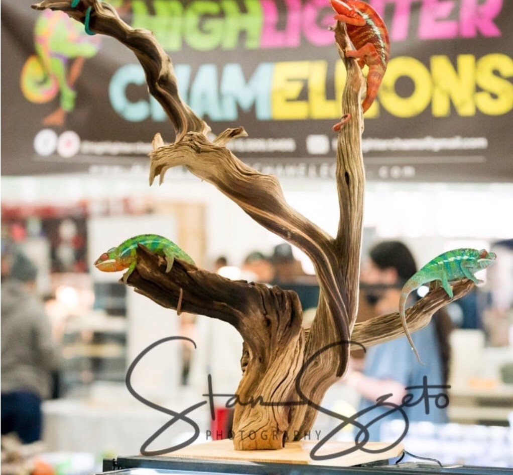 Highlighter Chameleons