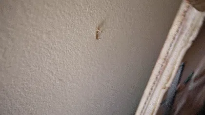 WallartGif.webp
