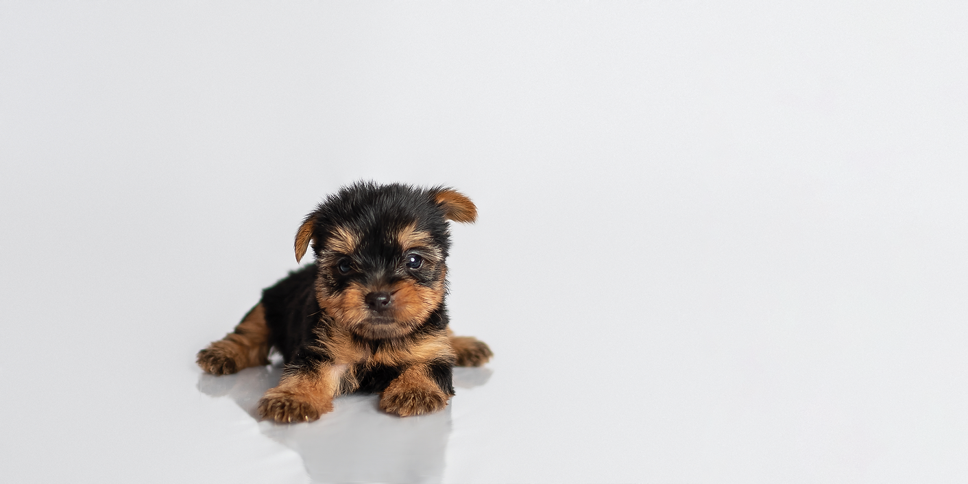 Yorkie2.png