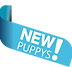 Cavapoo.png