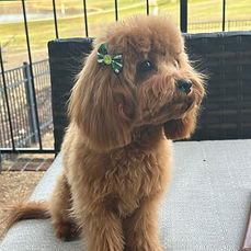 Cavapoo_group4.jpg