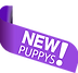 Maltipoo.png