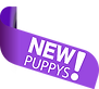 Maltipoo.png