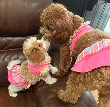 Cavapoo_group5.jpg