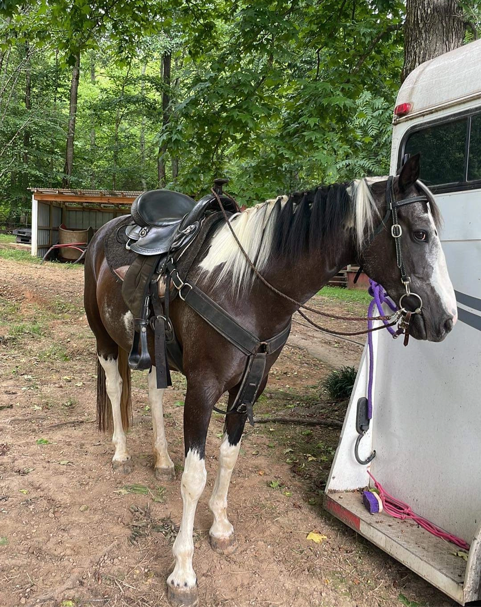 Honey tied to a horse trailer with her saddle mounted.