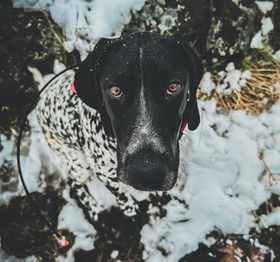 FRITZI | Rogue Haus