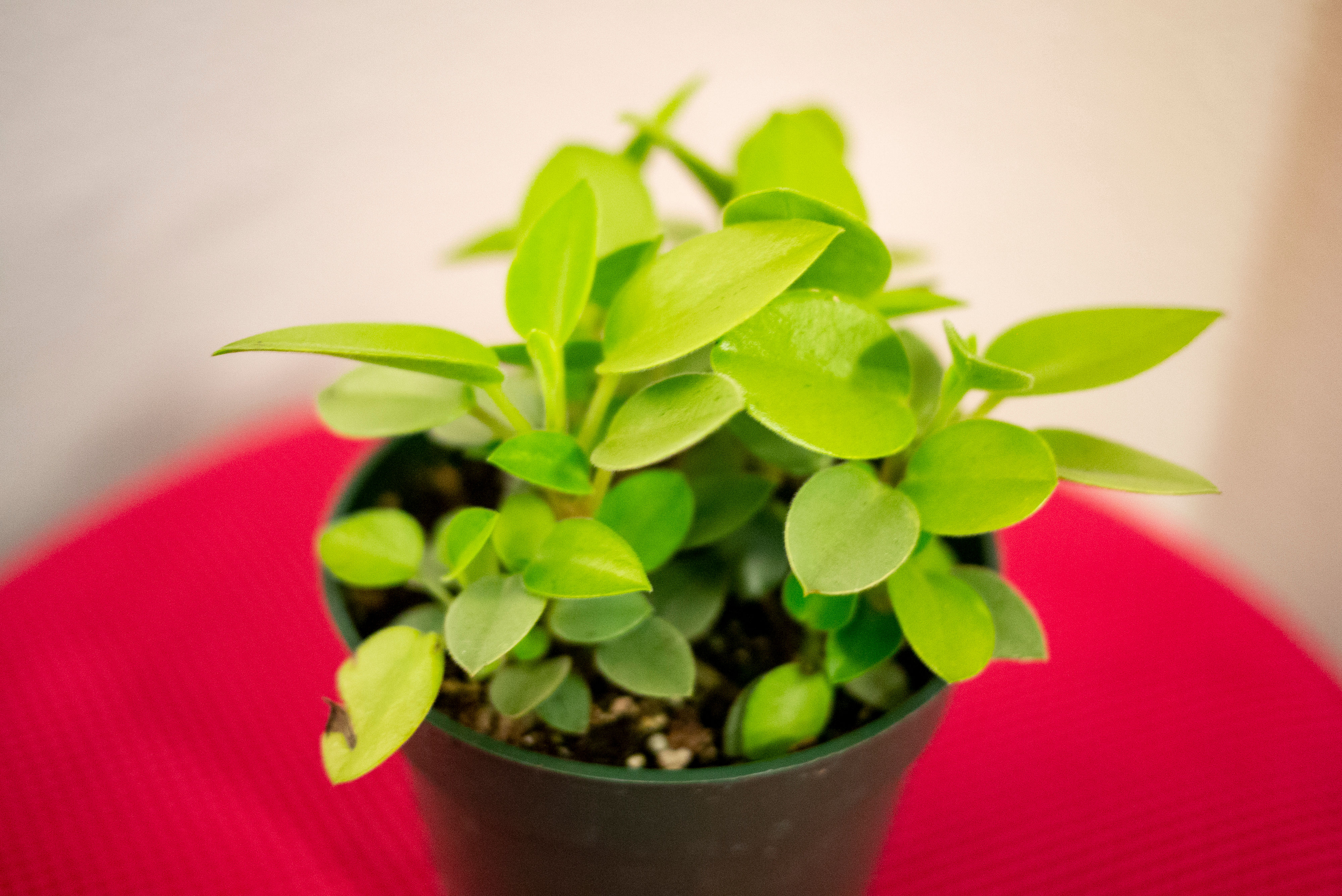 Peperomia Orba 'Pixie Lime'