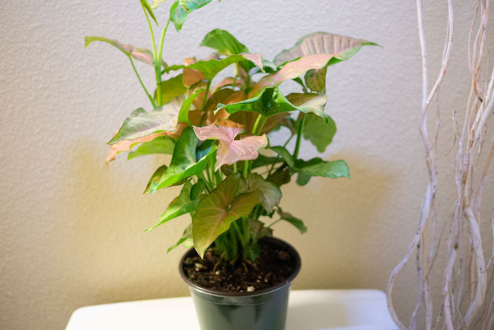 Thumbnail: Nephthytis strawberry cream