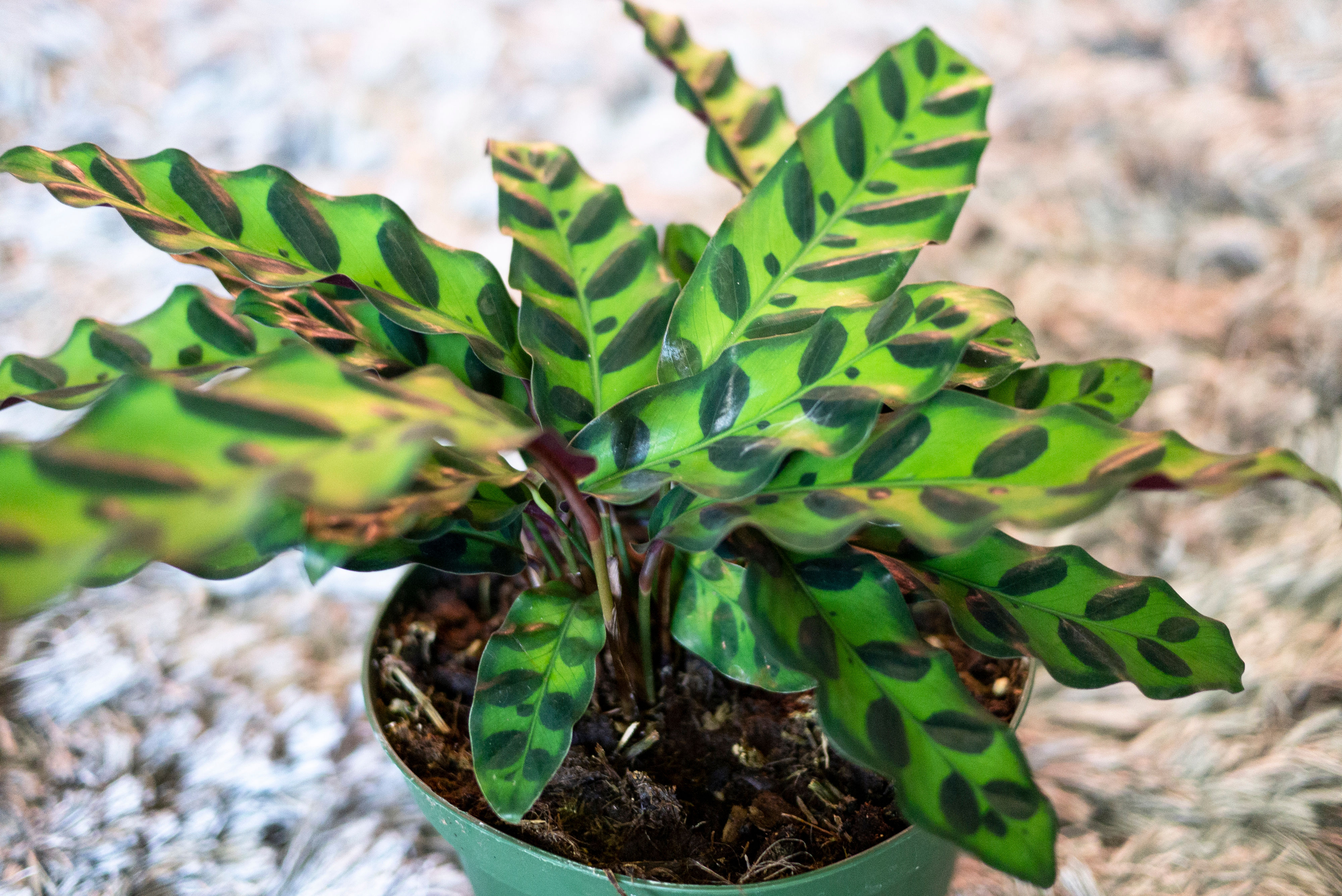 Calathea Lancifolia