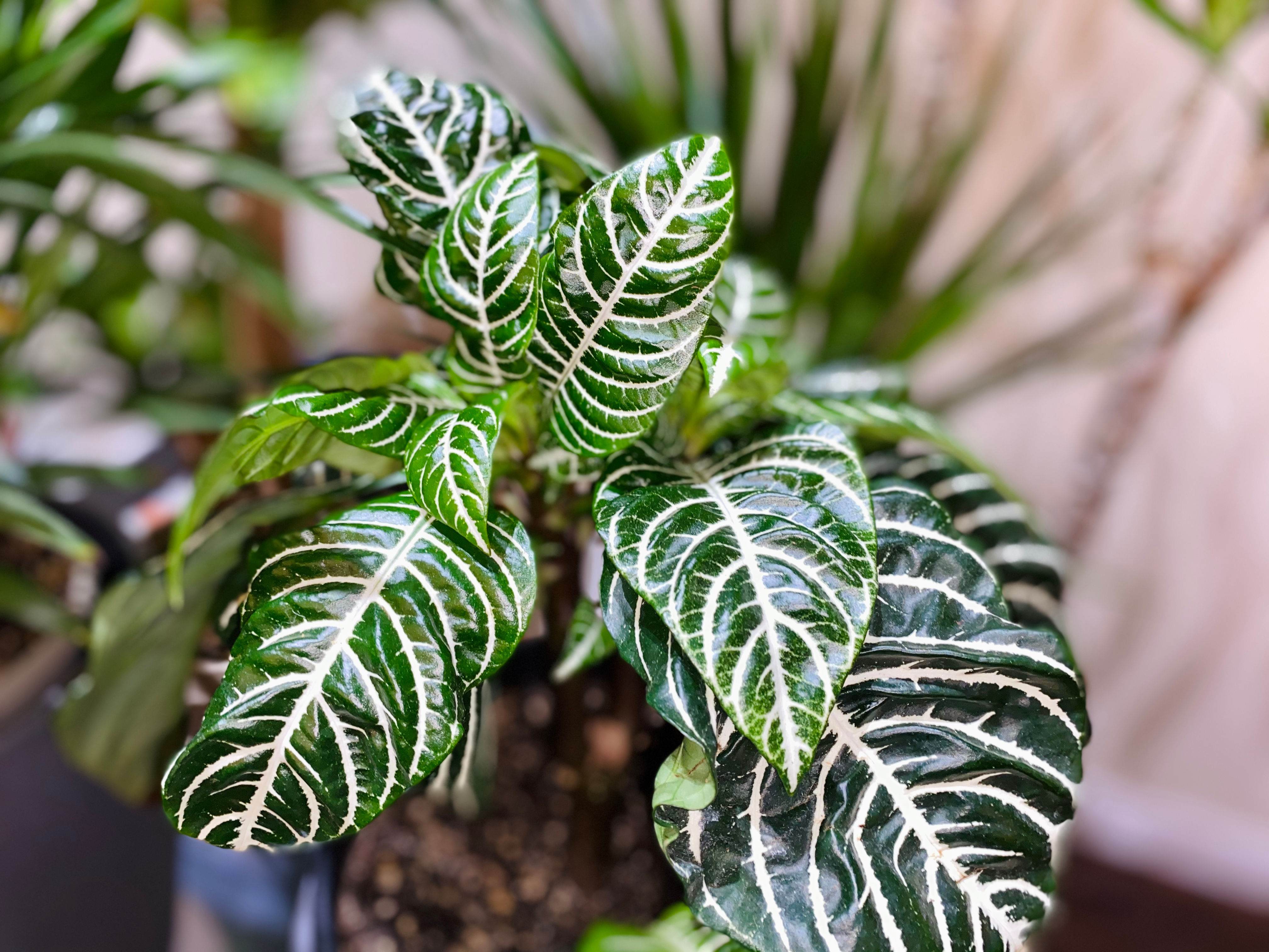 Zebra plant
