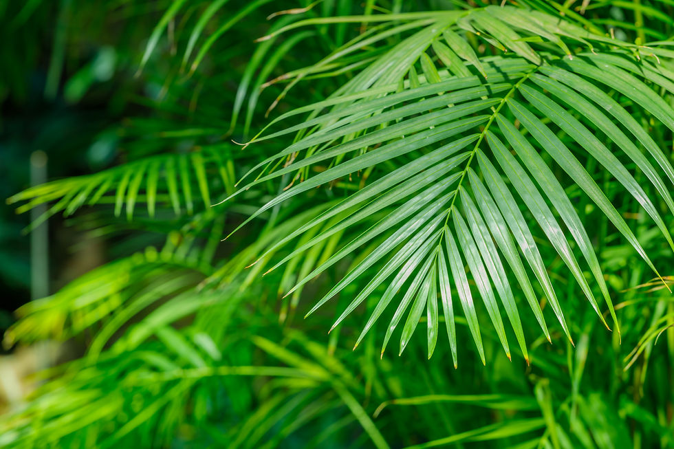 Thumbnail: Areca Palm