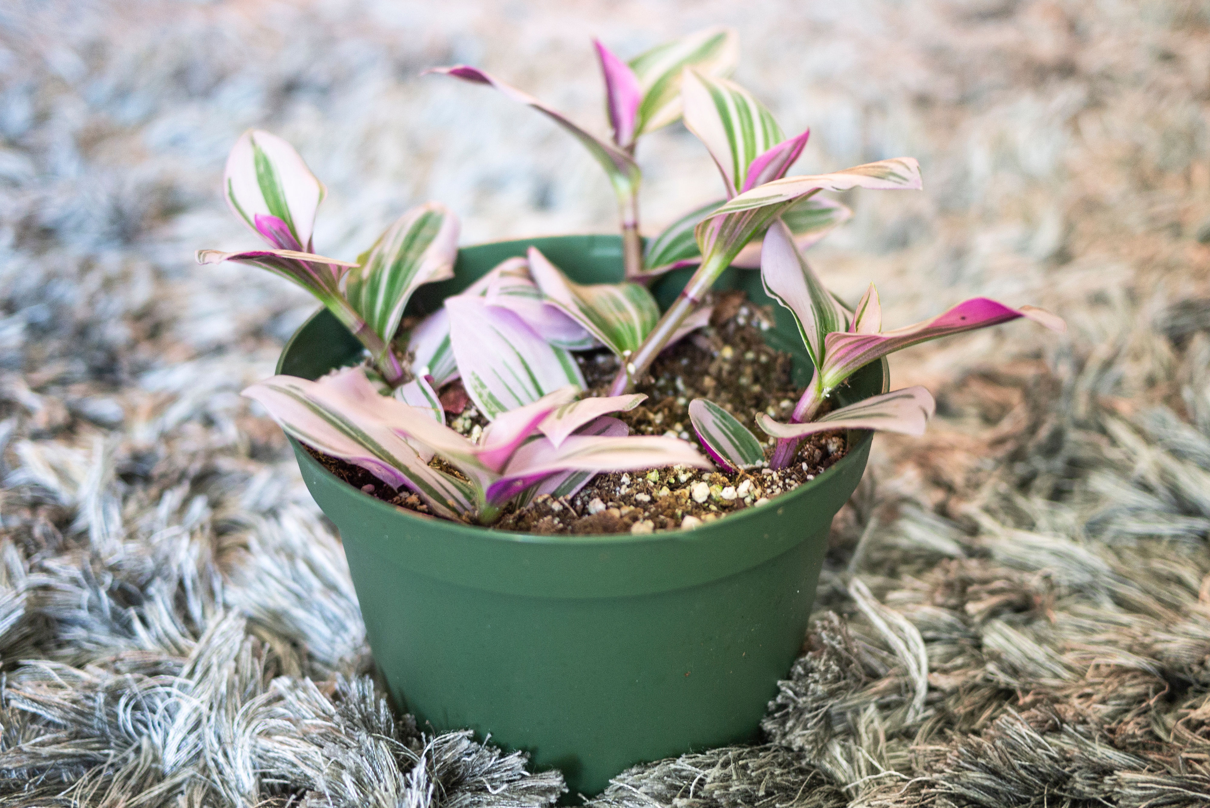 Tradescantia Nanouk