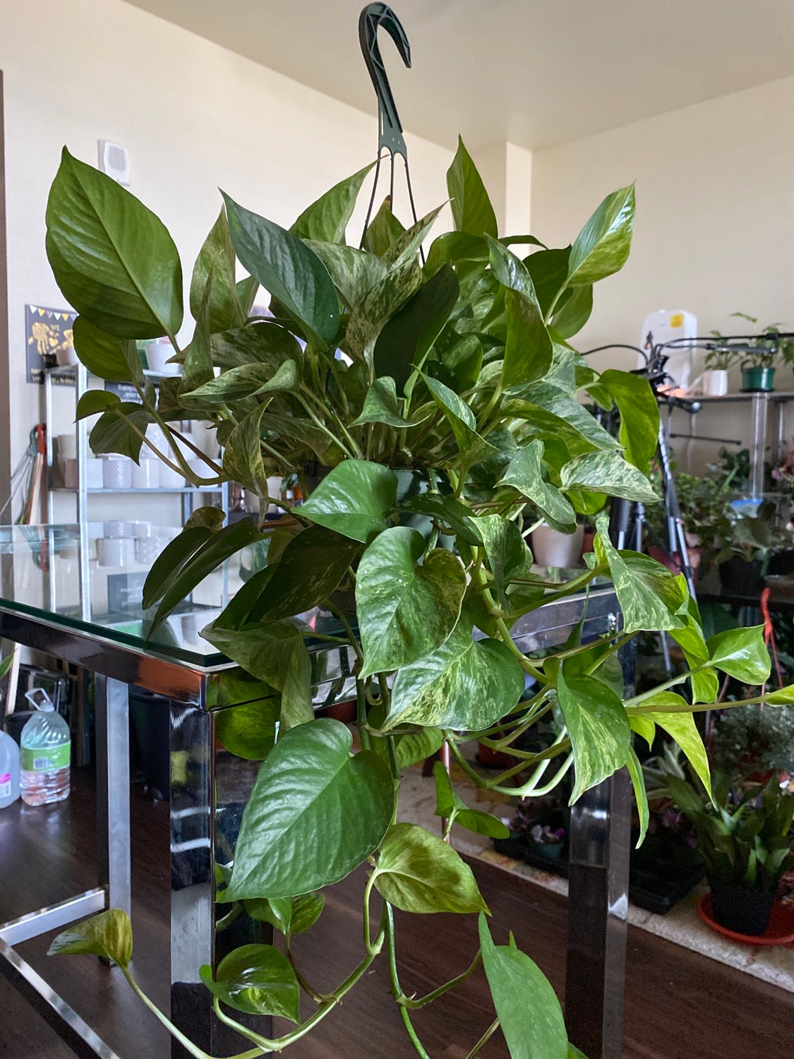 Marble Pothos
