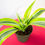 Thumbnail: Dracaena Lemon Lime
