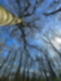 IMG_8785.jpeg