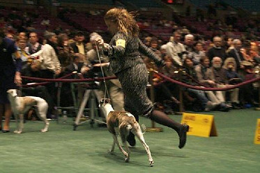 600_Moxi_Around_Breed_Ring.jpg