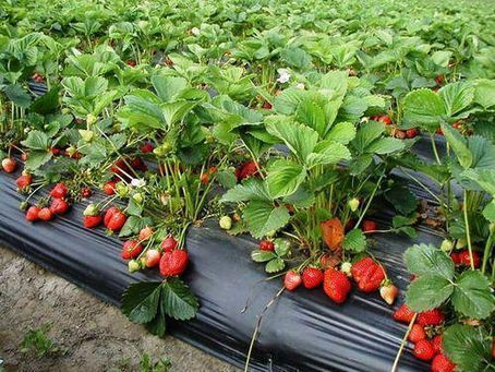 Stressed Plants Help Us Live Longer