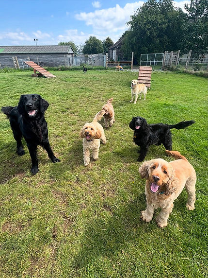 Seven dogs of various breeds stand on green grass