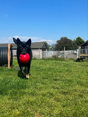A black dog joyfully runs on green grass, carrying a bright red ball in its mouth
