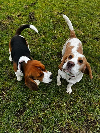 Two beagle dogs stand on lush green grass