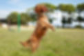 close-up image of a dog catching a ball