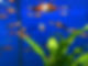 Small orange and white platy fish swimming in an aquarium