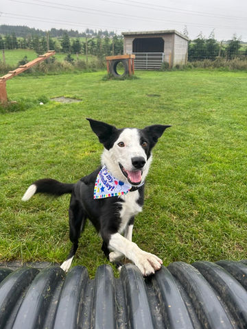 A joyful black and white dog, wearing a colorful birthday bandana