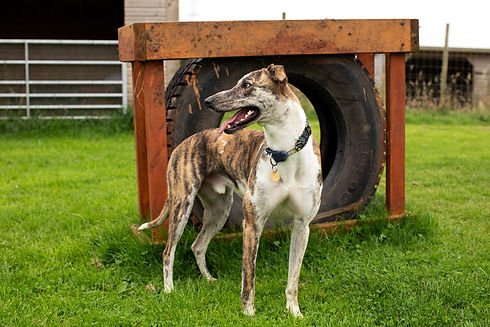 Brindle greyhound stands on green grass, looking to the side