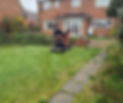 A mini excavator on a green lawn in a backyard