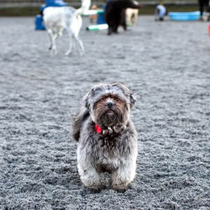 A small, gray dog with a red collar stands on a gray, sandy surface