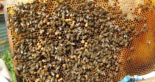 Cadre rempli d'abeilles