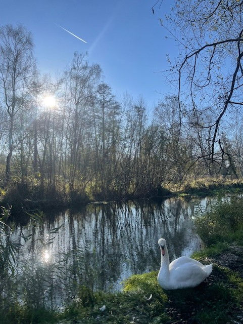 Swan next to river in nature reserve in Winchester