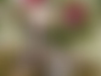 Flowers Forget Me Not