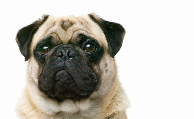 Pug Closeup