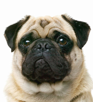 Pug Closeup