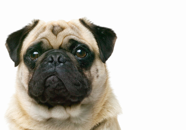Pug Closeup
