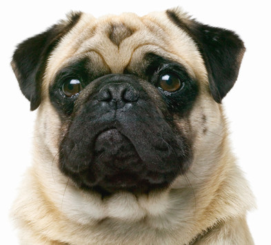 Edwards Pet Spa, Dog Grooming, Hever, Kent