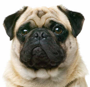 Pug Closeup