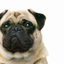Pug Close-Up