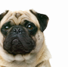 Pug Closeup