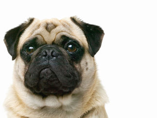 人畜有别,还是要保持距离呀: 佛罗里达女孩亲吻狗狗时被毁容