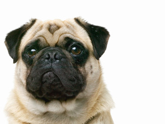 Pug Closeup