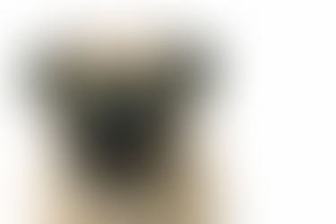 Alerta às famílias com Pugs e Bulldogues franceses