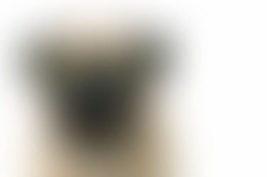 Pug/ Παγκ