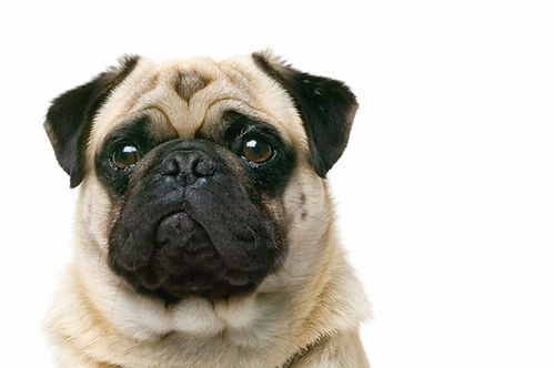 Pug Closeup