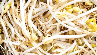 Canned Bean Sprouts